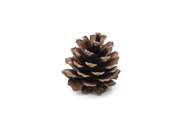 Cone de pinho marrom isolado no fundo branco — Fotografia de Stock