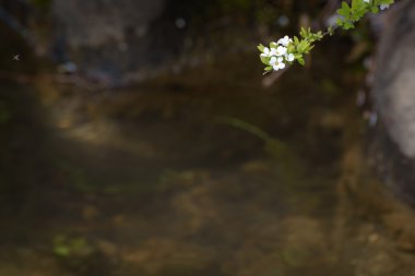 bahar çiçekleri, Kitakata, Fukushima