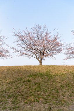 Shibata, Niigata kiraz çiçeği ağaca