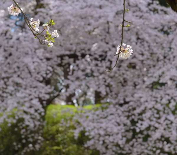 Spring Cherry blossoms — Stock Photo, Image