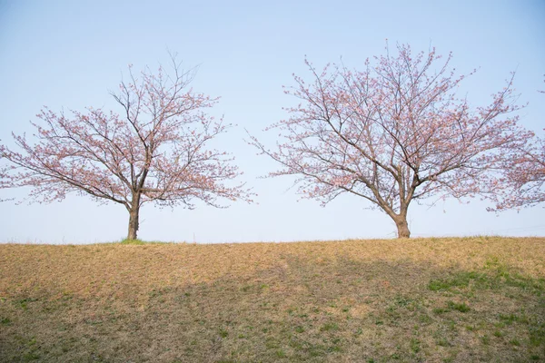 시바타, 니가타에서 꽃 벚꽃 — 스톡 사진