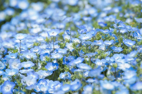 Carpet of Nemophila, or baby blue eyes flower — Stock Photo, Image