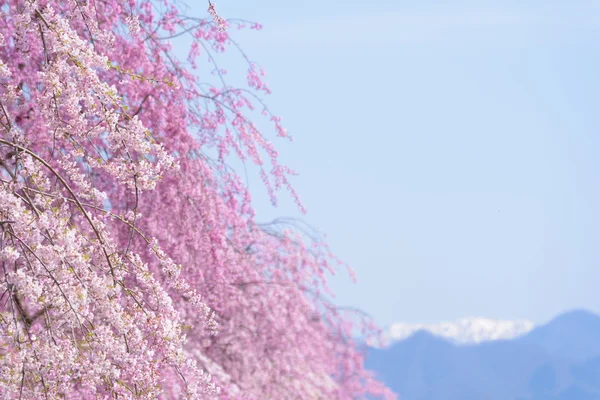 Kirschblüten in Kitakata, Fukushima lizenzfreie Stockbilder
