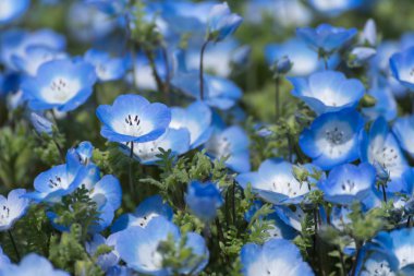 Carpet of Nemophila, or baby blue eyes flower clipart