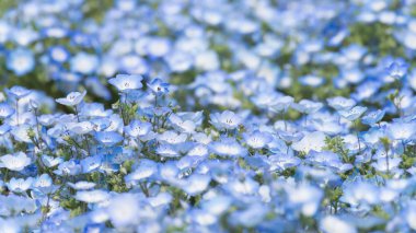 Nemophila veya bebek mavisi gözleri çiçek halı