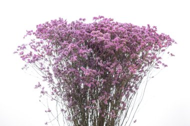 Beyaz yumuşak odak buket Pembe çiçek