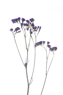 Limonium sinuatum Statice Salem çiçek üzerinde beyaz backgro izole