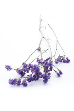 Beyaz arka plan üzerinde Statice çiçek