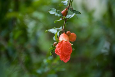 Doğada nar ağacı çiçek
