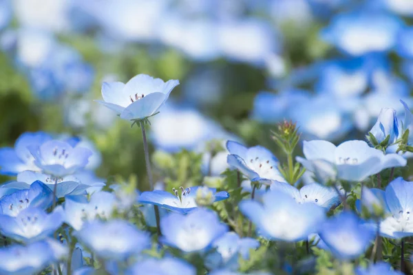 Carpet of Nemophila, or baby blue eyes flower — Stock Photo, Image