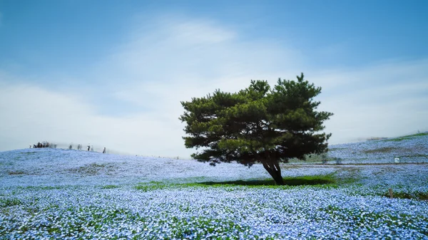 Nemophila, çiçek alan bahar, Japonya Hitachi Seaside Park