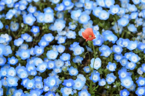 Tapete de Nemophila, ou flor de olhos azul bebê — Fotografia de Stock