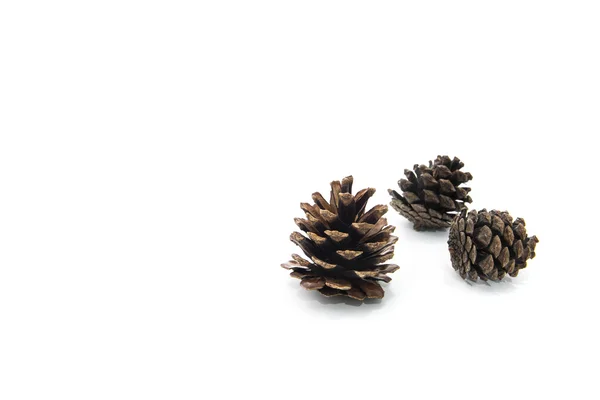 Brown pine cone isolated on white background — Stock Photo, Image