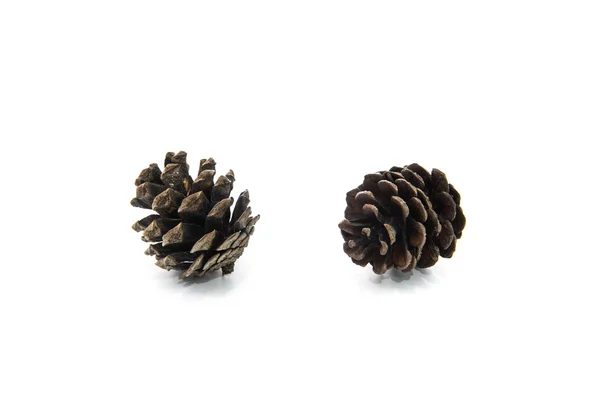 Brown pine cone isolated on white background — Stock Photo, Image