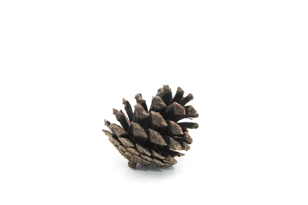 Brown pine cone isolated on white background — Stock Photo, Image