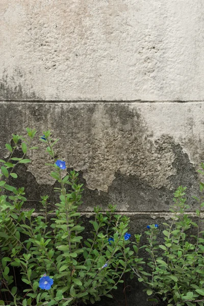 Blue flower and grunge cement wall