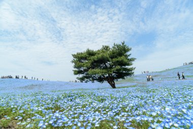 Field of Nemophila with tree at Nemophila, Hitachi Seaside Park, clipart
