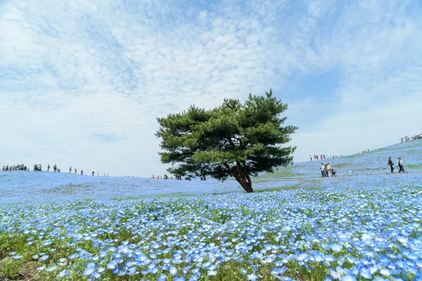 字段的 Nemophila 与 Nemophila，日立海滨公园在树, — 图库照片