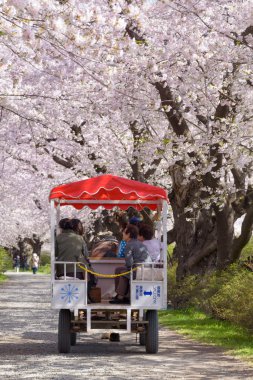 Iwate, Japonya - 19 Nisan: Bir at odaklı arabası Sakura tunn