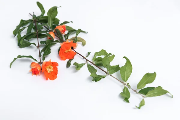 Pomegranate flowers on white background — Stock Photo, Image