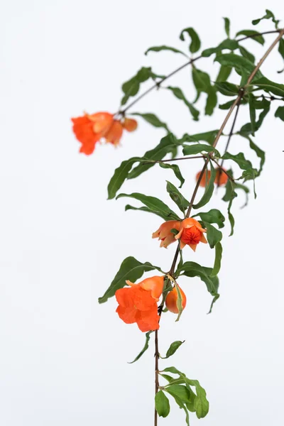 Granatäpple blommor på vit bakgrund — Stockfoto