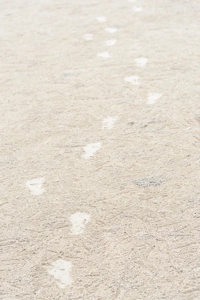 Foot print on sand and Ghost Crab habitat on sand — Stock Photo, Image