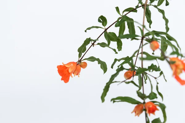 Granatäpple blommor på vit bakgrund — Stockfoto