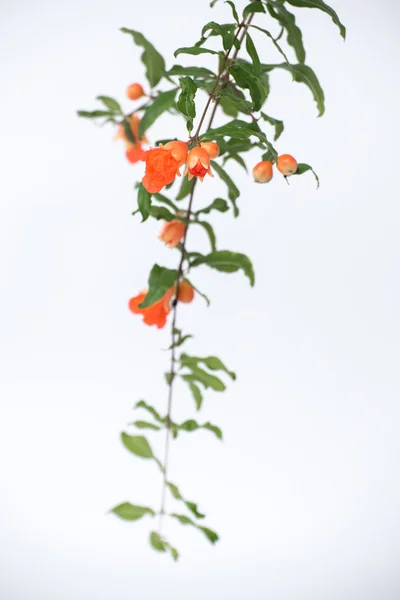 Pomegranate flowers on white background — Stock Photo, Image