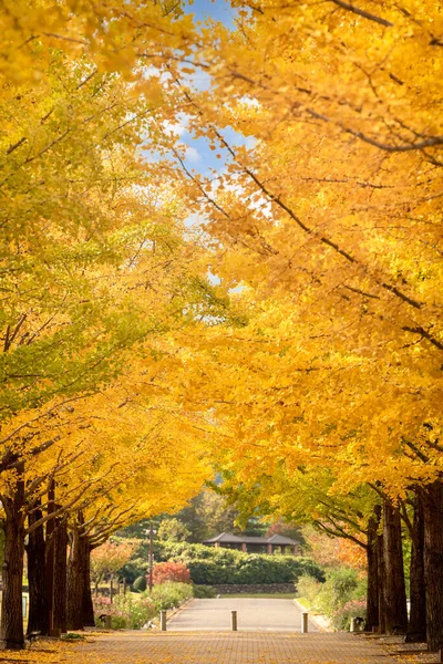 Azuma Parque Desportivo Fukushima Japão Temporada Outono — Fotografia de Stock