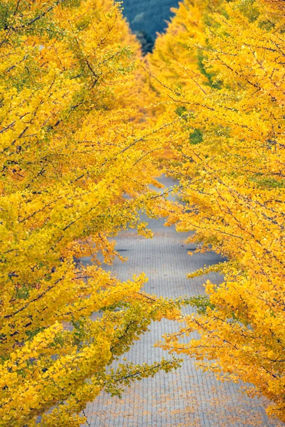 Azuma Sportpark Fukushima Japan Het Najaar — Stockfoto