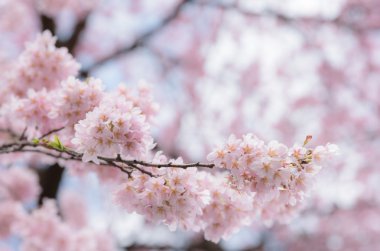 Japonya bahar kiraz çiçeği