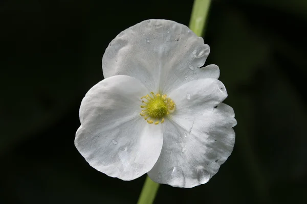 Flores brancas no fundo da natureza — Fotografia de Stock