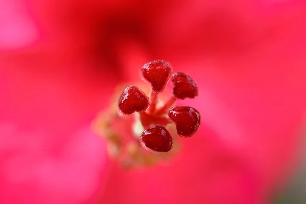 Közelről piros hibiszkusz virágok — Stock Fotó
