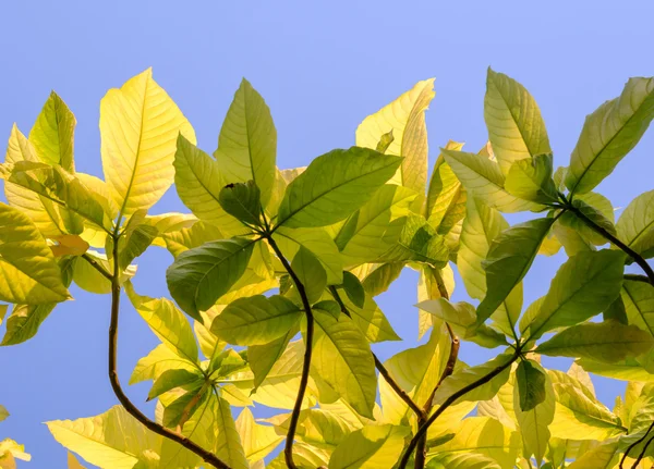 Fondo de hoja verde con cielo azul — Foto de Stock