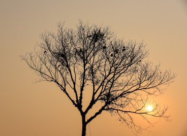 gün batımı ile kuru ağaç siluet