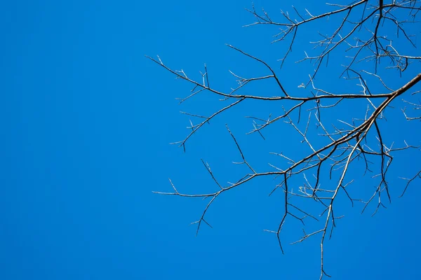 Albero secco con sfondo cielo blu — Foto Stock