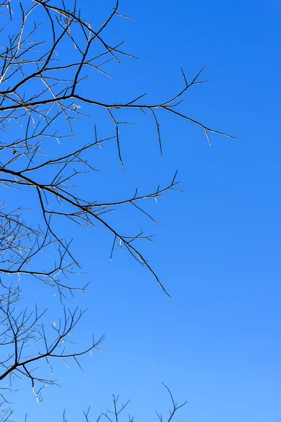 Albero secco con sfondo cielo blu — Foto Stock