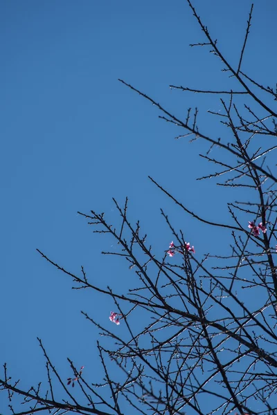 Fiori di ciliegio su albero secco con sfondo cielo blu — Foto Stock