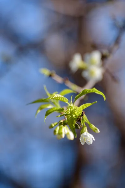 Цветение белой восточной вишни — стоковое фото