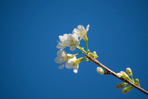 Bílé Třešňové květy orientálního — Stock fotografie