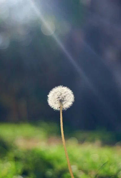 Mælkebøtte Med Sol Flare Baggrund Dejlig Bokeh - Stock-foto