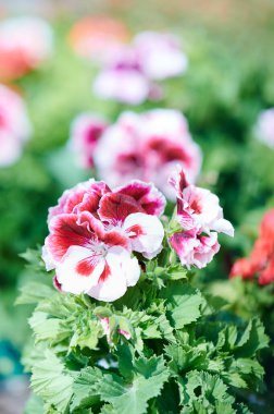 Seçici odaklı renkli çiçek arkaplanı