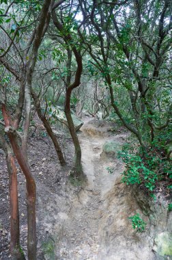 Dağ yolu, yürüyüş yolu.