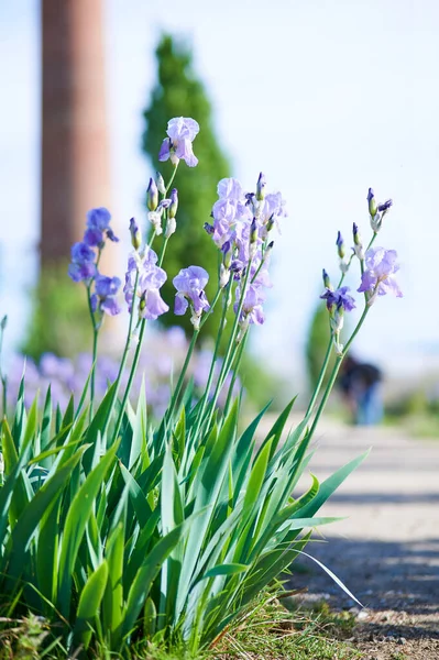 Lilac Lilie Venku Poli Pozadí Bokeh — Stock fotografie