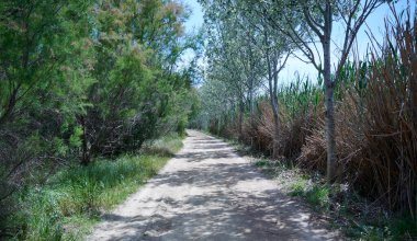 Güneşli bir günde kırsal alanda yürüyüş konsepti