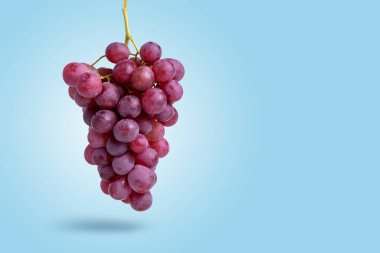 Red grape bunch hanging on blue background with copy space