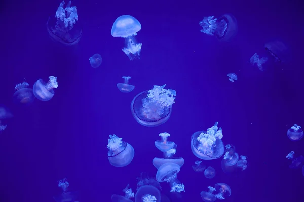 Grupo Medusas Flotando Mar —  Fotos de Stock