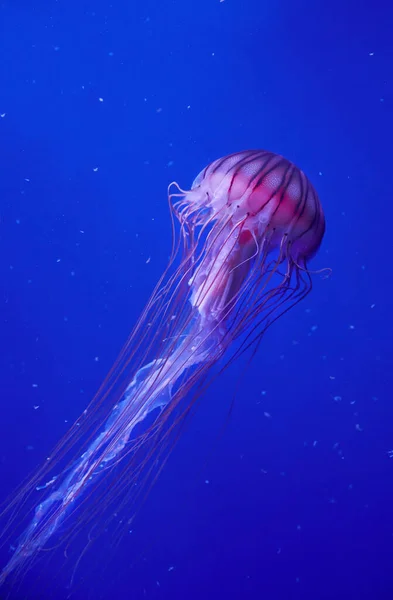 Belles Méduses Flottant Dans Mer Bleue — Photo