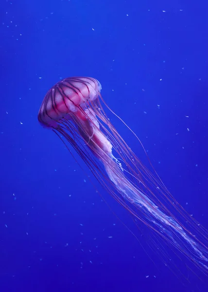 Medusas Flotando Mar Azul —  Fotos de Stock