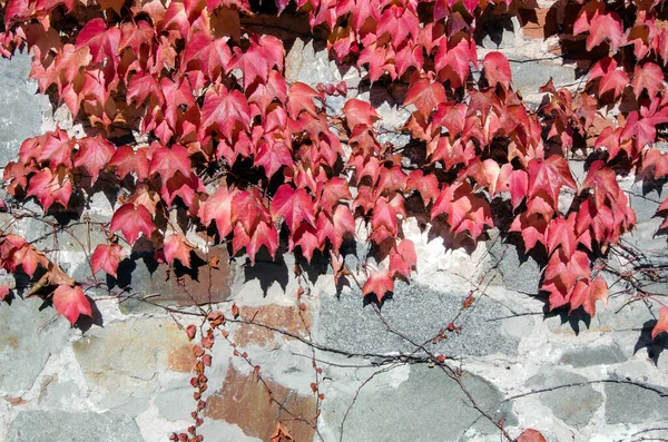 Folhas Outono Vermelho Fundo Pedra Cinza Espaço Cópia — Fotografia de Stock